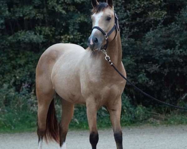 Pferd Busy Winin Star (Quarter Horse, 2014)