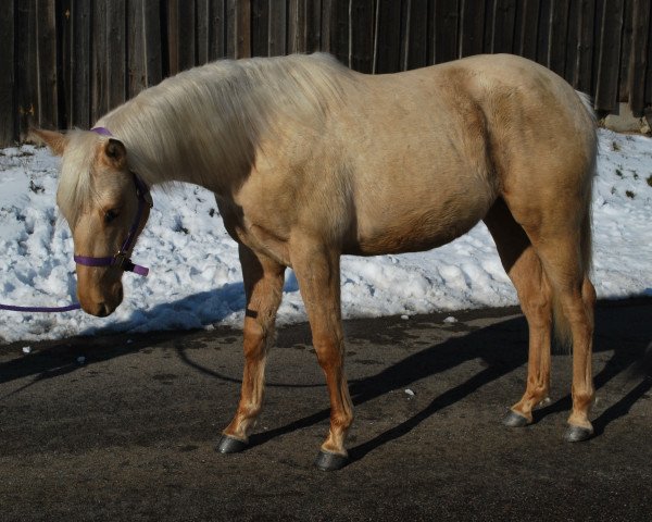 horse Donna Goldmarie Kid (Quarter Horse, 2017)