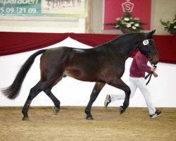 stallion Forsberg (Sachs-door. Heavy Warmbl., 2015, from Frieder)