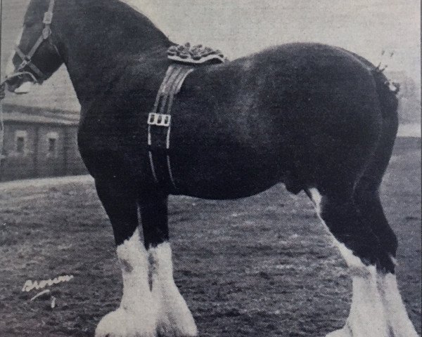 stallion Annuity (Clydesdale,  , from Windlaw Aristocrat)