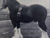 Deckhengst Annuity (Clydesdale,  , von Windlaw Aristocrat)