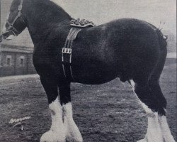 Deckhengst Annuity (Clydesdale,  , von Windlaw Aristocrat)