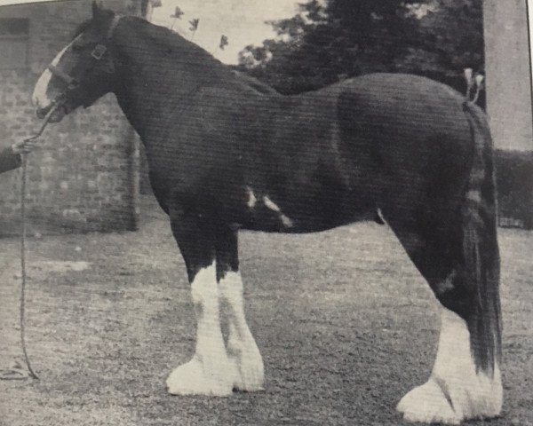 Deckhengst Windlaw Aristocrat (Clydesdale, 1935, von Douglas Castle)