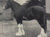 Deckhengst Windlaw Aristocrat (Clydesdale, 1935, von Douglas Castle)