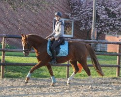 broodmare Melli's Jamelia (German Riding Pony, 2018, from Dance Star AT)