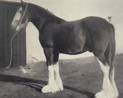 Deckhengst Craigie Independent (Clydesdale, 1938, von Craigie Beau Ideal)