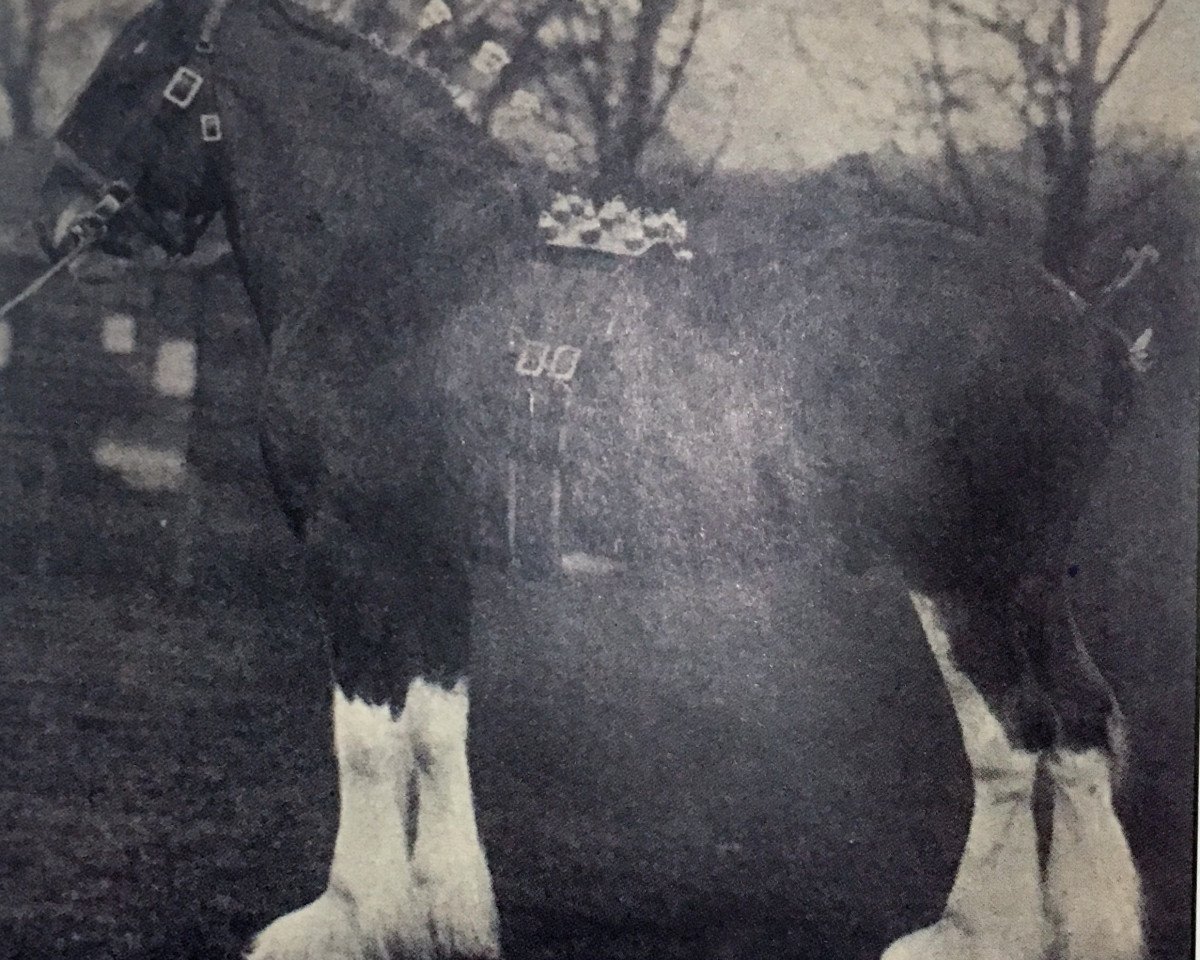 Deckhengst Ardyne Monomark (Clydesdale, 1926, von Benefactor 20867)