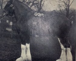 Deckhengst Ardyne Monomark (Clydesdale, 1926, von Benefactor 20867)