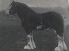 stallion Gartness Control (Clydesdale, 1937, from Douglas Castle)