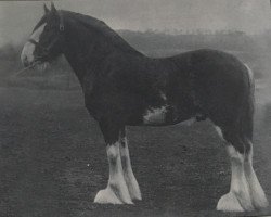 stallion Gartness Control (Clydesdale, 1937, from Douglas Castle)