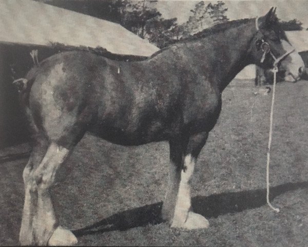 Zuchtstute Glororum Patricia (Clydesdale, 1953, von Dunsyre Footprint)