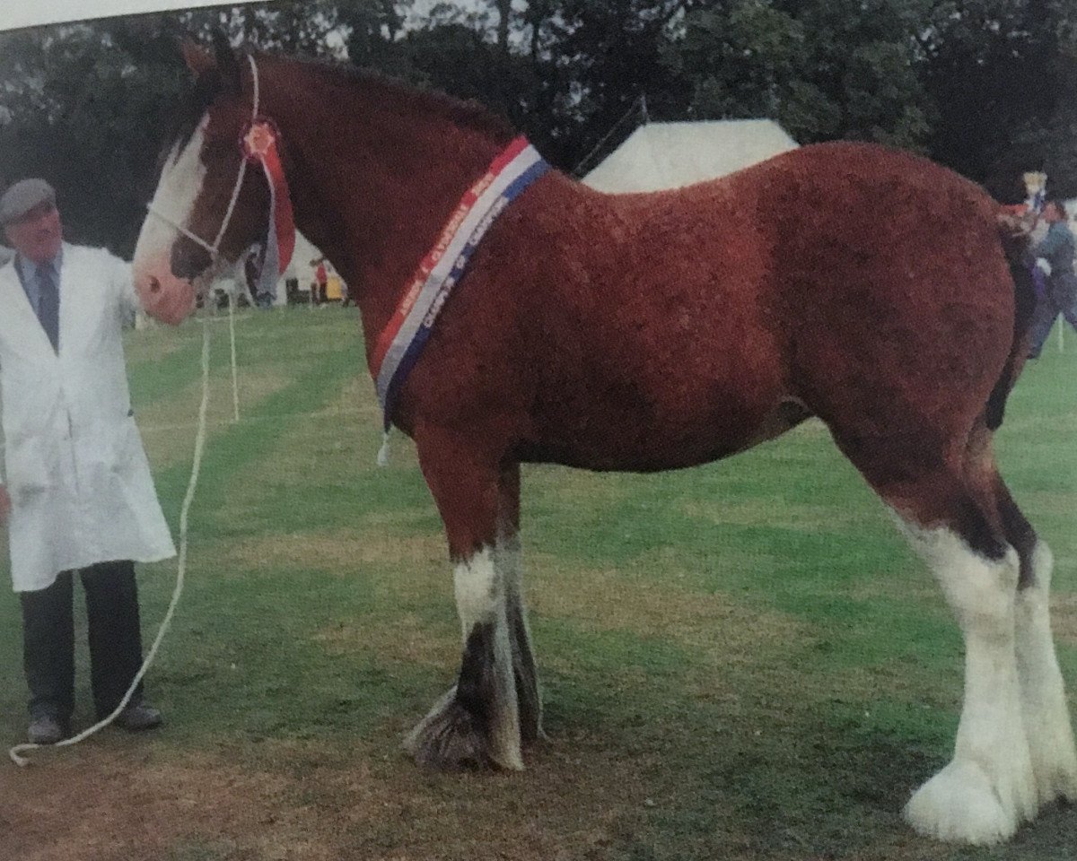 broodmare Carnfinton Farewell (Clydesdale, 1991, from Howgillside Earl)