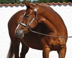 broodmare Obvious Smooth Lady (Quarter Horse, 2009, from Obvious Conclusion)