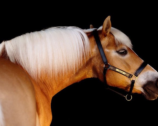 broodmare Scarlett (Haflinger, 1990, from Siegfried)