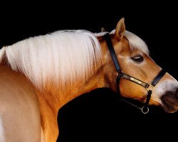 Zuchtstute Scarlett (Haflinger, 1990, von Siegfried)