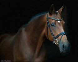 broodmare Royal Day (Oldenburg, 2000, from Royal Dance)