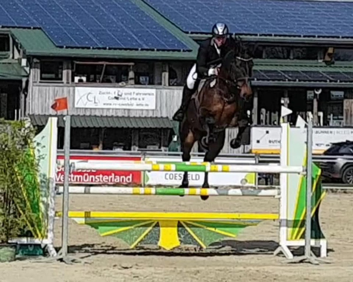 jumper Classic One 4 (Hanoverian, 2013, from Cansendo)
