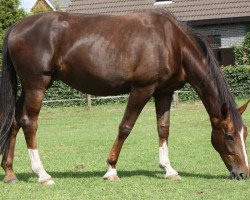 broodmare Reeve (Oldenburg, 2012, from Don Schufro)