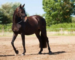 broodmare Rani Rakete (Holsteiner, 2001, from BB Carvallo)