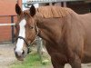 broodmare Selma (Hanoverian, 2009, from Scolari)