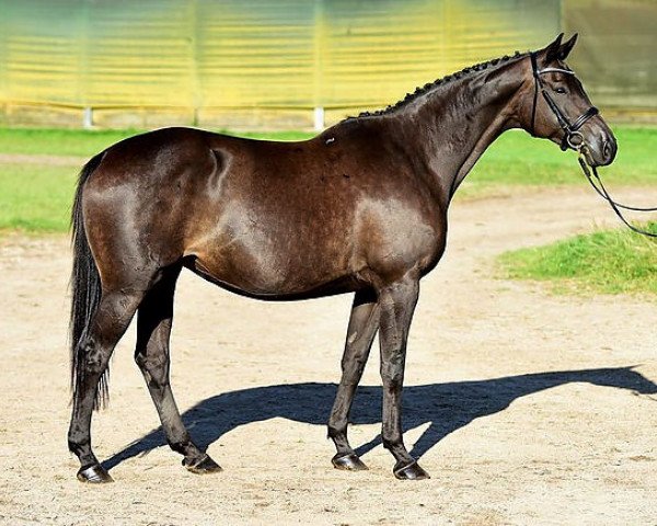 broodmare Baccara (Trakehner, 2008, from Easy Game)