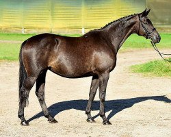 broodmare Baccara (Trakehner, 2008, from Easy Game)