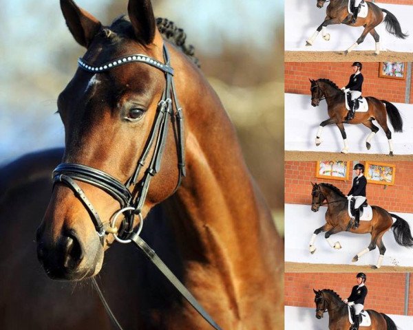 stallion Louis Vuitton (Royal Warmblood Studbook of the Netherlands (KWPN), 2016, from HERMES N.O.P.)