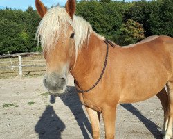 Pferd Seppl (Haflinger, 2016, von Samarkand 17)