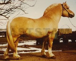 Deckhengst Gullmar 34 SWE (Fjordpferd, 1966, von Veimar)