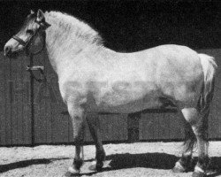 stallion Tranegårds Eid (Fjord Horse, 1954, from Eid Manus)