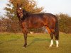 broodmare Lavinnia (Rhinelander, 2004, from Lanio)