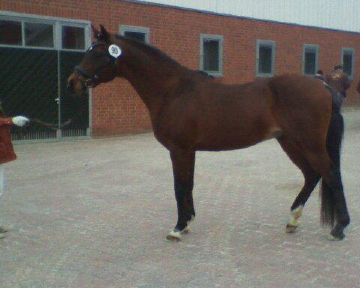 stallion Zahib ox (Arabian purebred, 1989, from Galib ben Afas ox,1273)