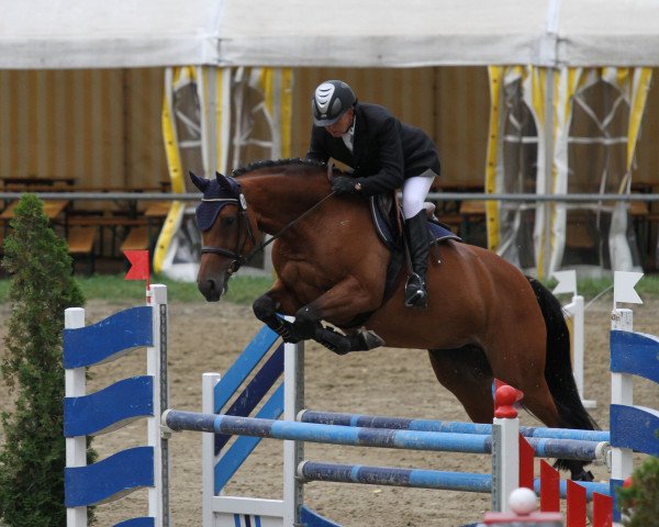 horse Cosima CE (Oldenburg show jumper, 2003, from Caretello B)