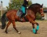 horse Comanche N (Holsteiner, 2000, from Coronado I)