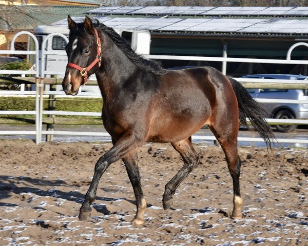Pferd Taris Royal Legacy (Quarter Horse, 2017)