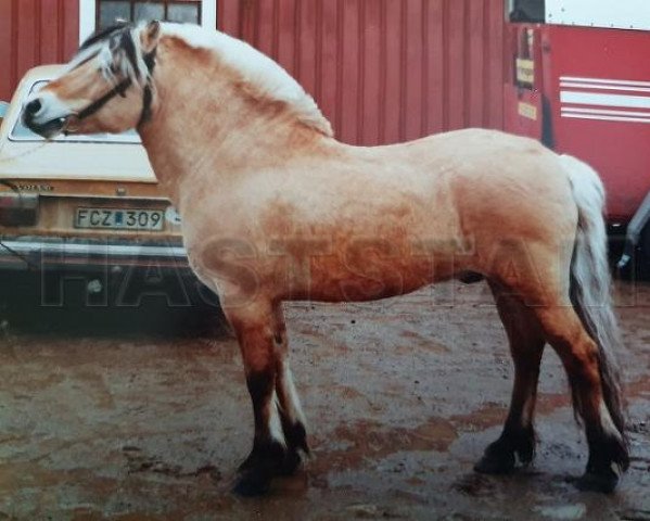 stallion Ene 55 SWE (Fjord Horse, 1972, from Enok N.1610)