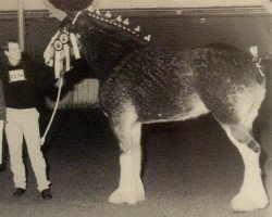 broodmare Hillmoor Rosette (Clydesdale, 1986, from Ayton Perfection)