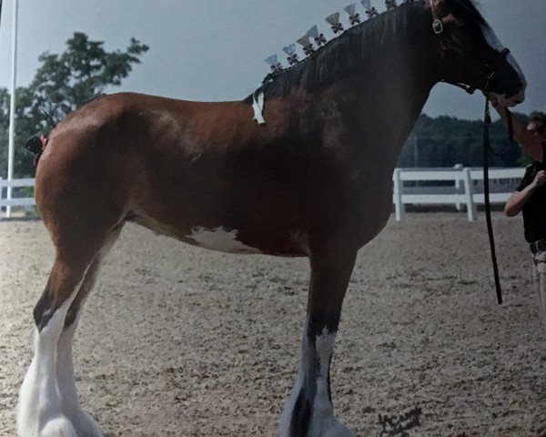 Zuchtstute Lakebottom Skylar (Clydesdale, 2013, von Paula's Sensational Chance)