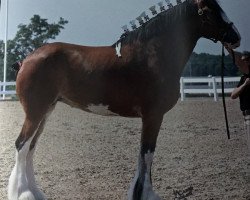 broodmare Lakebottom Skylar (Clydesdale, 2013, from Paula's Sensational Chance)