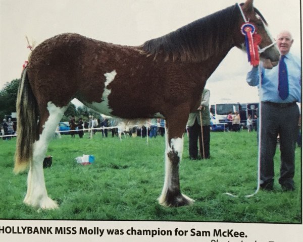 Zuchtstute Hollybank Miss Molly (Clydesdale, 2017, von Great American Ben Franklin)