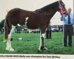 broodmare Hollybank Miss Molly (Clydesdale, 2017, from Great American Ben Franklin)