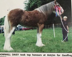 Zuchtstute Downhill Daisy (Clydesdale, 2016, von Carnaff Perfection)