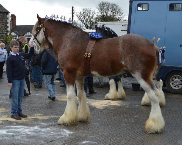 Deckhengst Glebeview Sir Charles (Clydesdale,  , von Bogton Flying Scot)