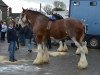 Deckhengst Glebeview Sir Charles (Clydesdale,  , von Bogton Flying Scot)