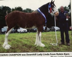 Zuchtstute Downhill Lady Linda (Clydesdale, 2014, von Glebeview Sir Charles)