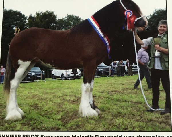 Zuchtstute Bencannon Majestic Flowergirl (Clydesdale, 2016, von Brelee Majestic Finnigan)