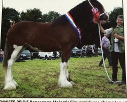 broodmare Bencannon Majestic Flowergirl (Clydesdale, 2016, from Brelee Majestic Finnigan)