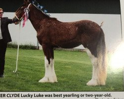 Deckhengst River Clyde Lucky Luke (Clydesdale, 2017, von Woodhouse Lucky Strike)