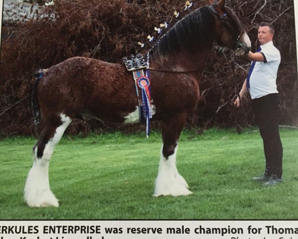 Deckhengst Herkules Enterprise (Clydesdale, 2014, von Woodhouse Lucky Strike)