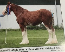 Zuchtstute Ballaney Annie-Belle (Clydesdale, 2015, von Carnaff Perfection)